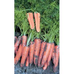 Канада F1 - морква, 100 000 насінин (2,0-2,2 мм), Bejo Голландія фото, цiна